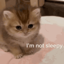 Sleepy Cat GIF - Sleepy Cat Fighting GIFs