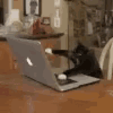 Working Cats GIF