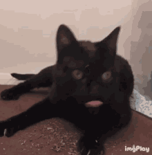 Yum Treat GIF - Yum Treat Black Cat GIFs