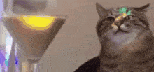 Cat Partytime GIF - Cat Partytime GIFs