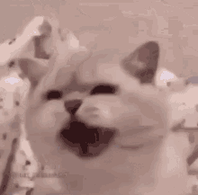 Cat Meow GIF - Cat Meow Angry GIFs