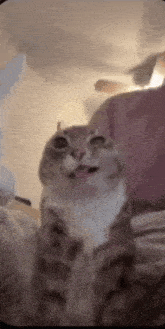 a cat is sitting on a bed with its tongue out and looking at the camera .
