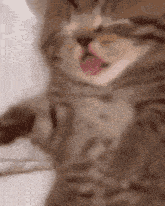 a close up of a cat with its tongue out .