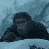 Planet Of The Apes Caesar GIF - Planet Of The Apes Caesar GIFs