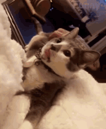 Cat Cute GIF - Cat Cute Tongue Flip GIFs