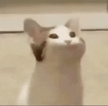 a close up of a cat with its mouth open and looking at the camera .