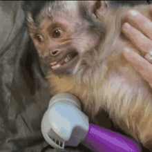 Monkey Smile George Monkey GIF - Monkey Smile George Monkey GIFs