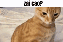 Zai Cao GIF - Zai Cao GIFs