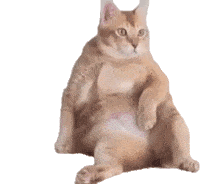 Chillin Sitting Cat Sticker - Chillin Sitting Cat Fat Cat Stickers