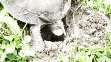 Eggs Turtle GIF - Eggs Turtle Nature GIFs