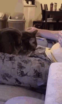 Cat Sniff GIF - Cat Sniff GIFs
