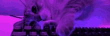 a cat is playing with a keyboard in a purple light .