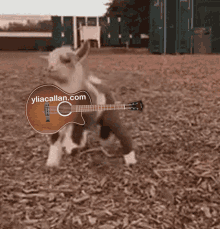 funny goat funny goats bands music