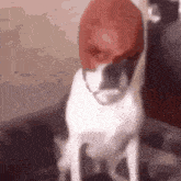 a dog with a red hat on its head looks at the camera