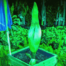 Corpse Flower GIF - Corpse Flower GIFs