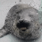 a seal with its mouth open is laying on a wet glass surface