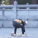 a man is bending over to pick up a bag of rice .