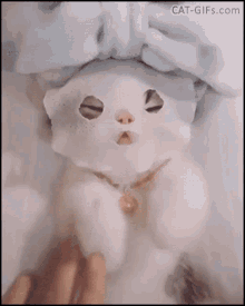 Face Mask Spa GIF - Face Mask Spa Cat GIFs