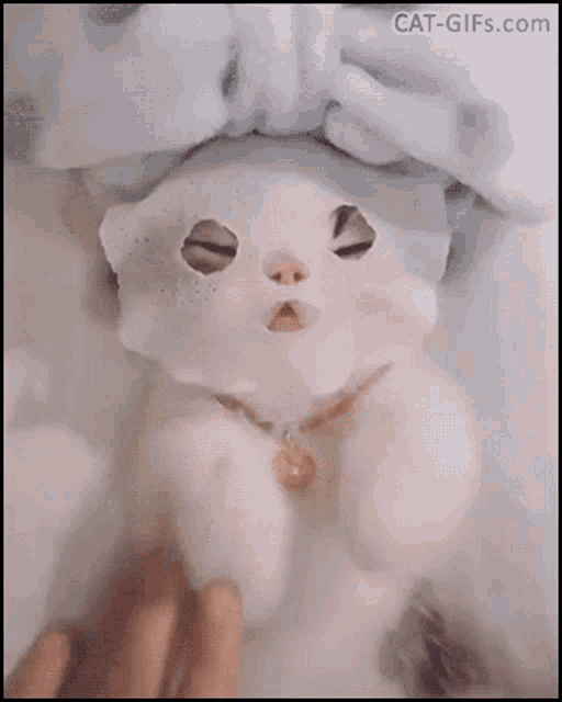 Face Mask Spa GIF - Face Mask Spa Cat GIFs