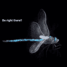 Dragonfly Omw GIF - Dragonfly Omw Be Right Back GIFs