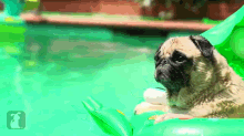 Dogs Enjoying The Pool GIF - Pug Pool Relax GIFs