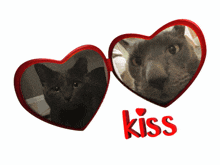 a picture of two cats in heart shaped frames with the word kiss in red