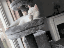 Good Meowning White Cat Yawn GIF - Good Meowning White Cat Yawn GIFs