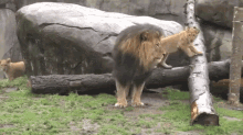 Bugging Dad GIF - Lion Cubs Play GIFs