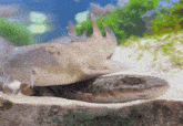 a shark laying on top of another shark in the sand