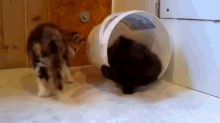 Roll Over The Competition GIF - Cats Kitties Kitty GIFs
