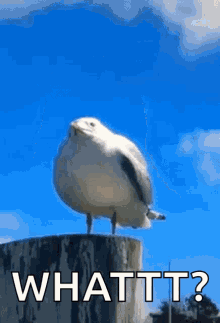 Seagull Screaming GIF - Seagull Screaming Scream GIFs