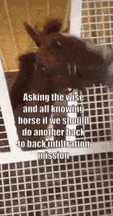 a horse is standing in a fenced in area with a quote written on it .