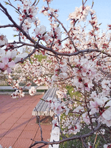 a tree with lots of white flowers and red centers