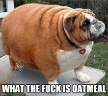 Fat Dog Oatmeal GIF - Fat Dog Oatmeal GIFs