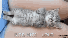 Cat Sleeping GIF