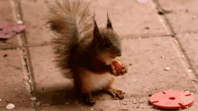 Snackies GIF - Squirrels Snacks Hungry GIFs