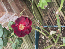 Myms Roses GIF - Myms Roses GIFs