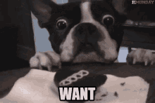 Want Dog GIF - Want Dog Pup GIFs