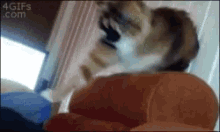 Cat Crazy GIF - Cat Crazy Pull GIFs