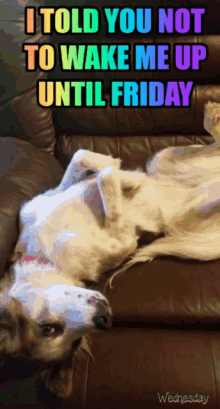 Funny Animals Wednesday GIF - Funny Animals Wednesday Relax GIFs