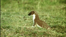 Stoat Jump GIF - Stoat Jump Hide GIFs
