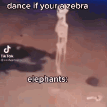 Animals Dance GIF