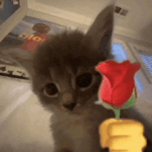 a kitten holding a red rose in its paws