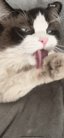 Cute Cat GIF - Cute Cat Pet GIFs