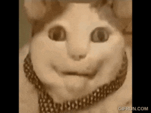 a close up of a cat wearing a choker and a hat .