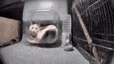 Mr Horseshoe Cat GIF - Mr Horseshoe Cat Feeder GIFs