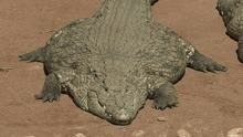 a large crocodile is laying on its back on a dirt ground