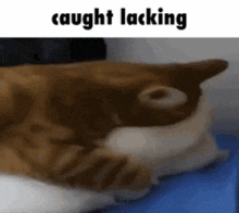Cat Caught Lackin GIF - Cat Caught Lackin Caught In 4k GIFs