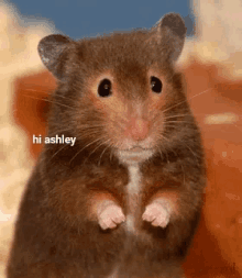 Master Mouse GIF - Master Mouse Hi Ashley GIFs