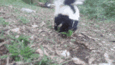 a black and white skunk is standing in the grass